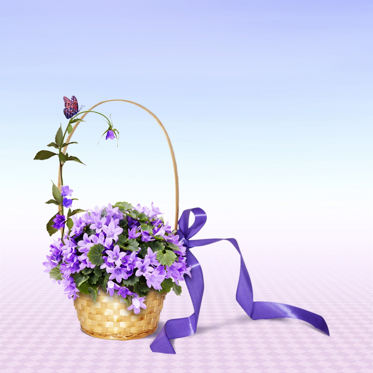 ͼƬ
