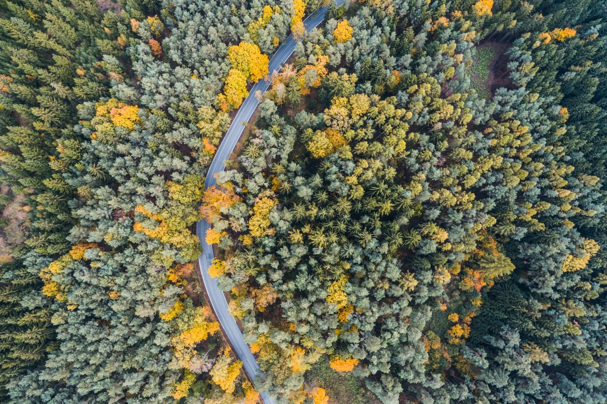 ɭֹ·ͼƬ