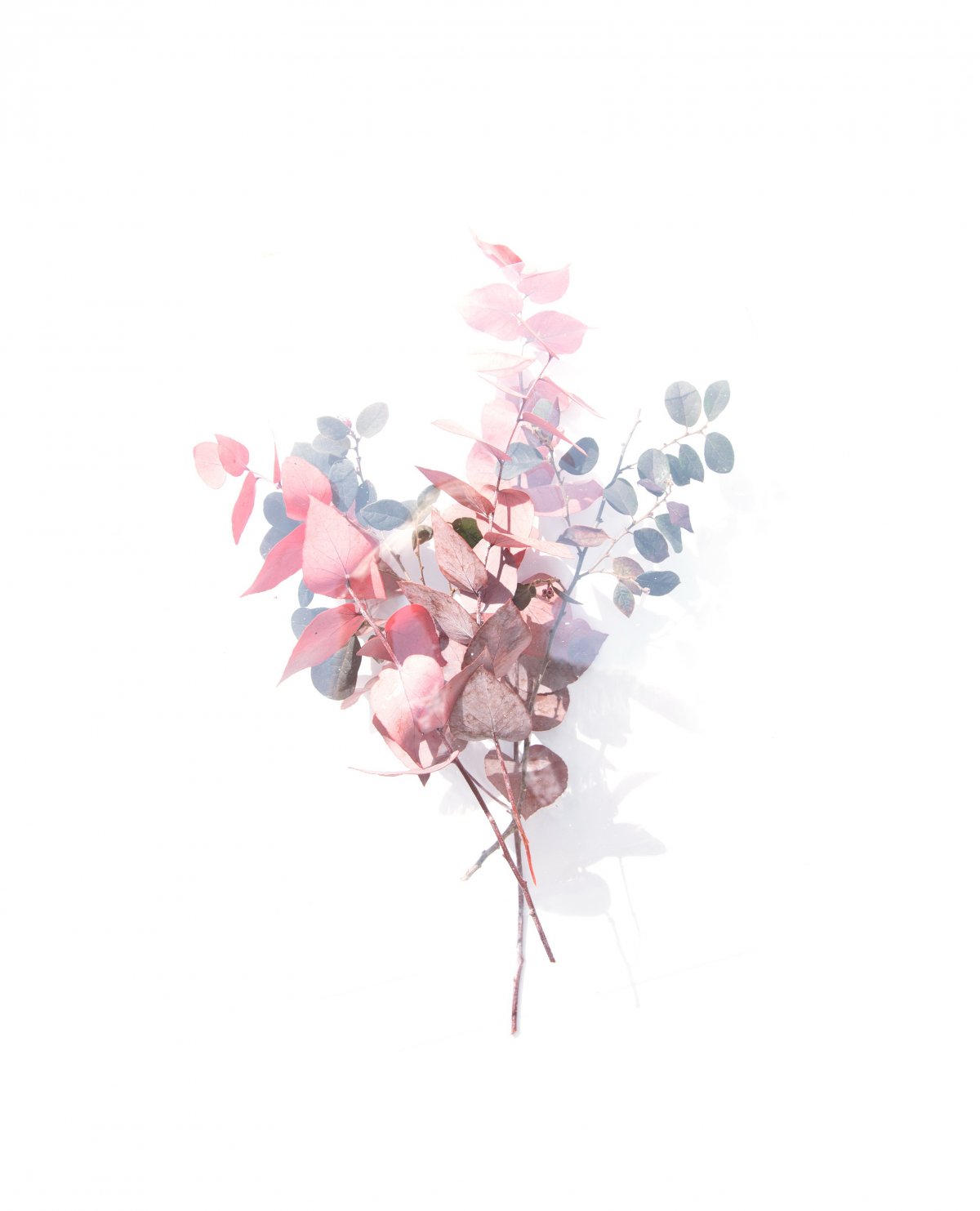 ˮۻ֦ҶͼƬ