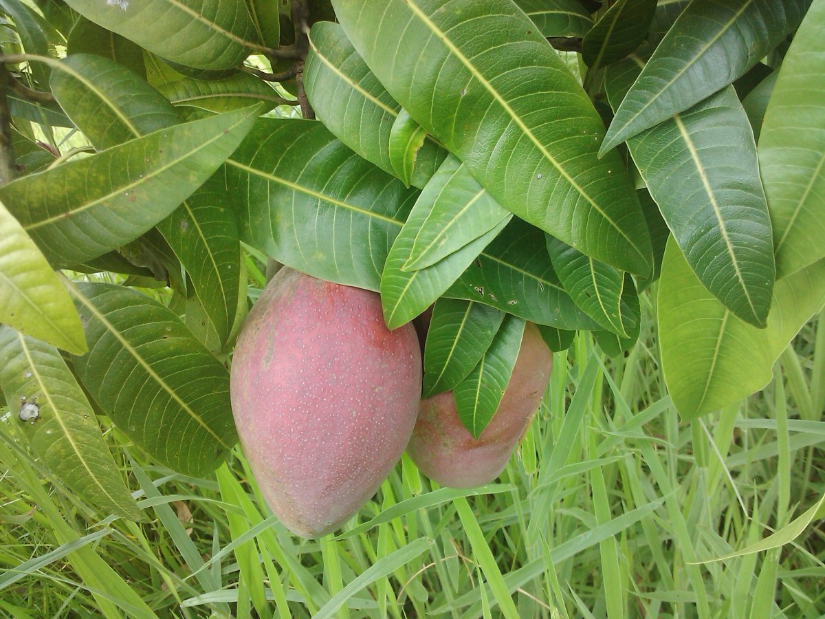 âͼƬ