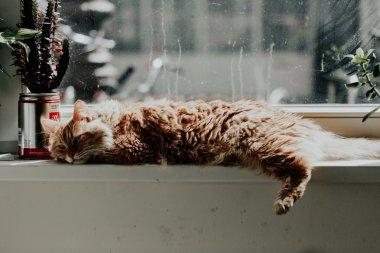 èͼƬ