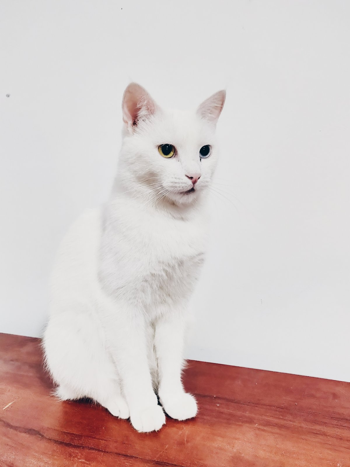 ɫèͼƬ
