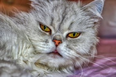 Ȳ˹èͼƬ