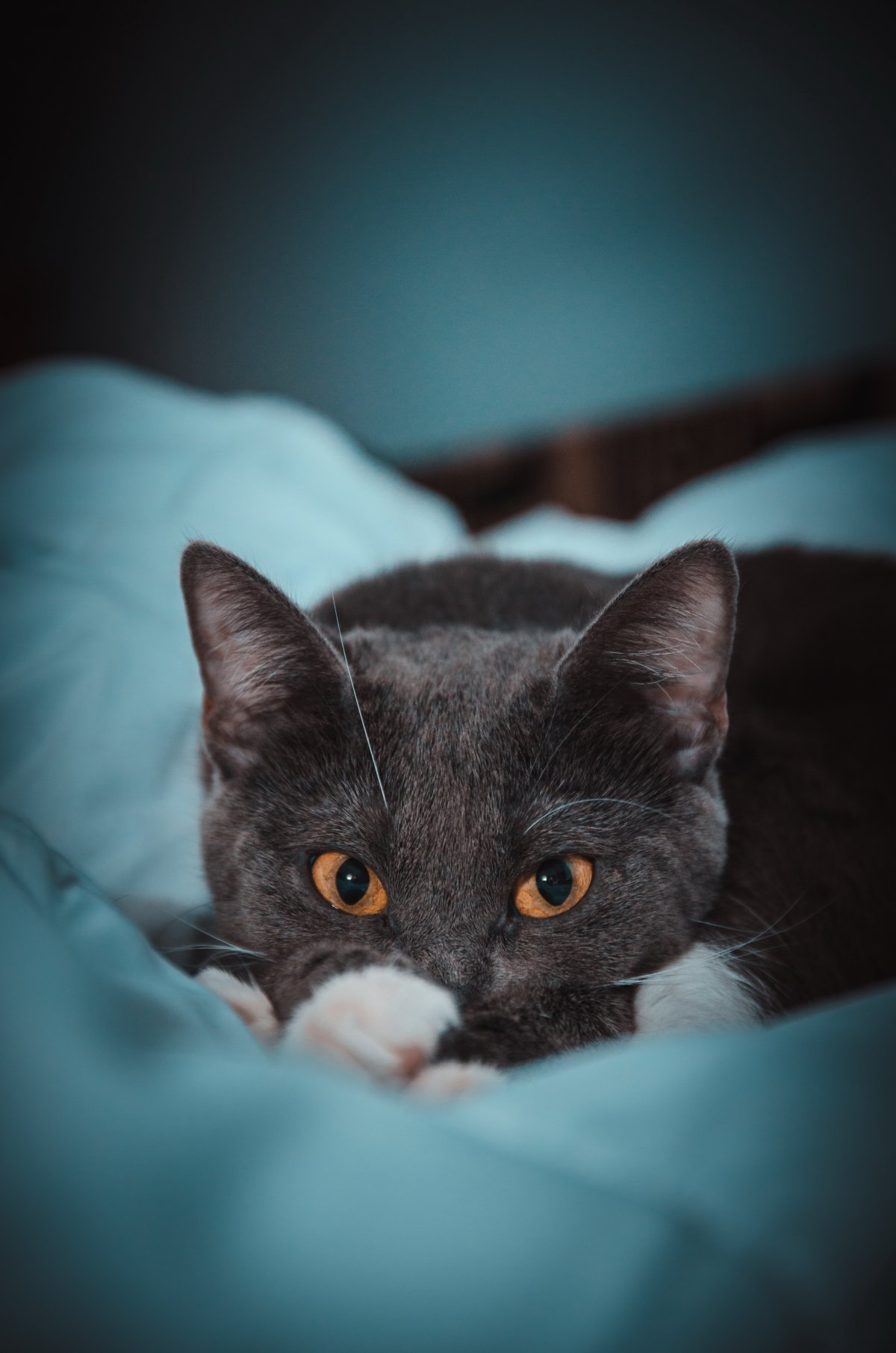 ɰӢèͼƬ