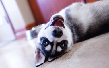 ʿͼƬ
