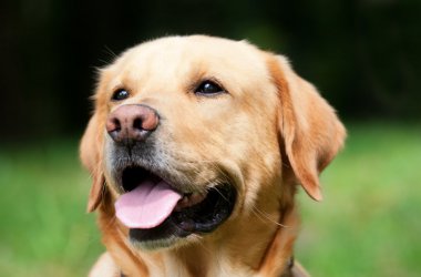 ȮͼƬ