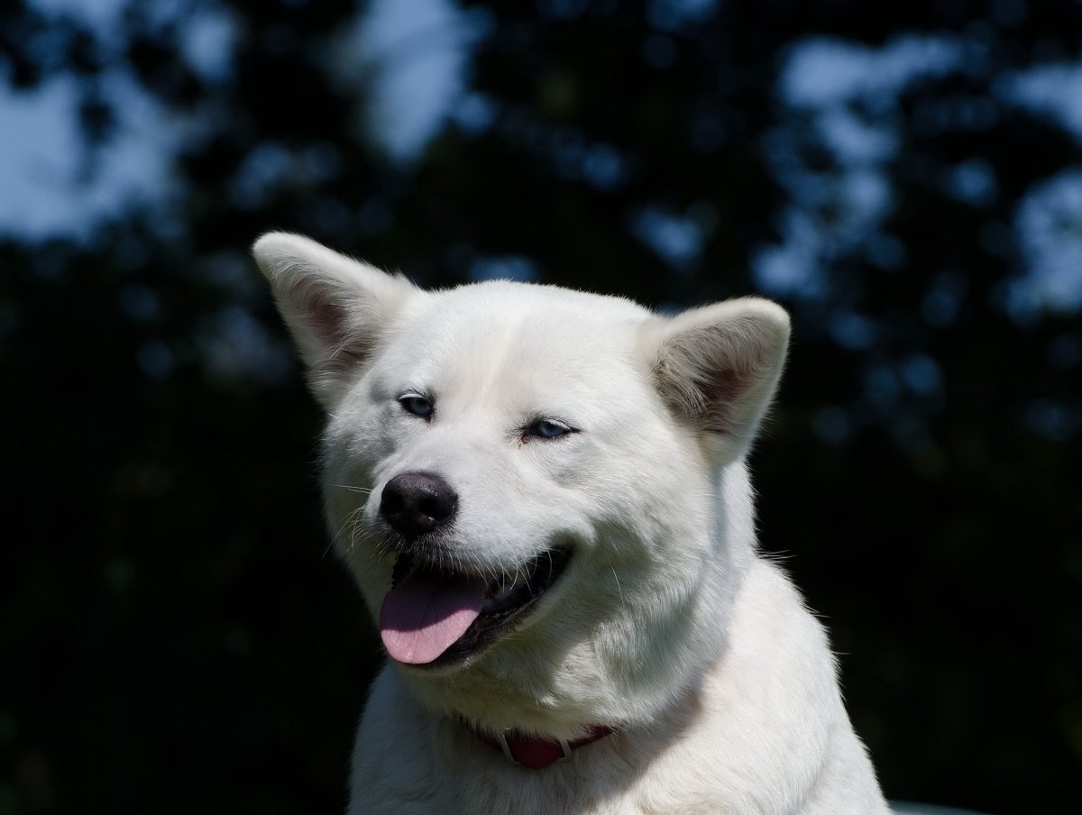 ɫȮͼƬ