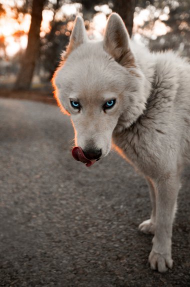 ۾ĹͼƬ