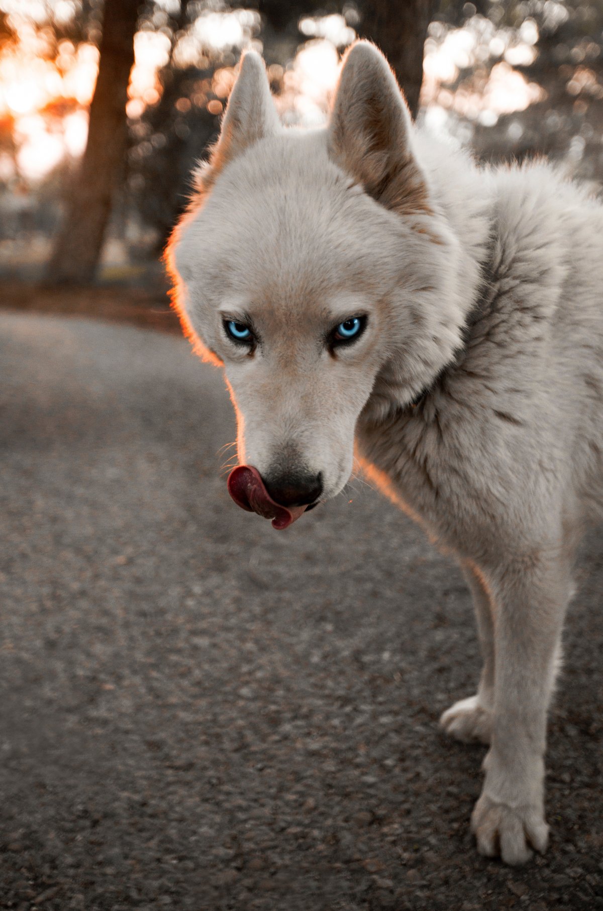 ۾ĹͼƬ