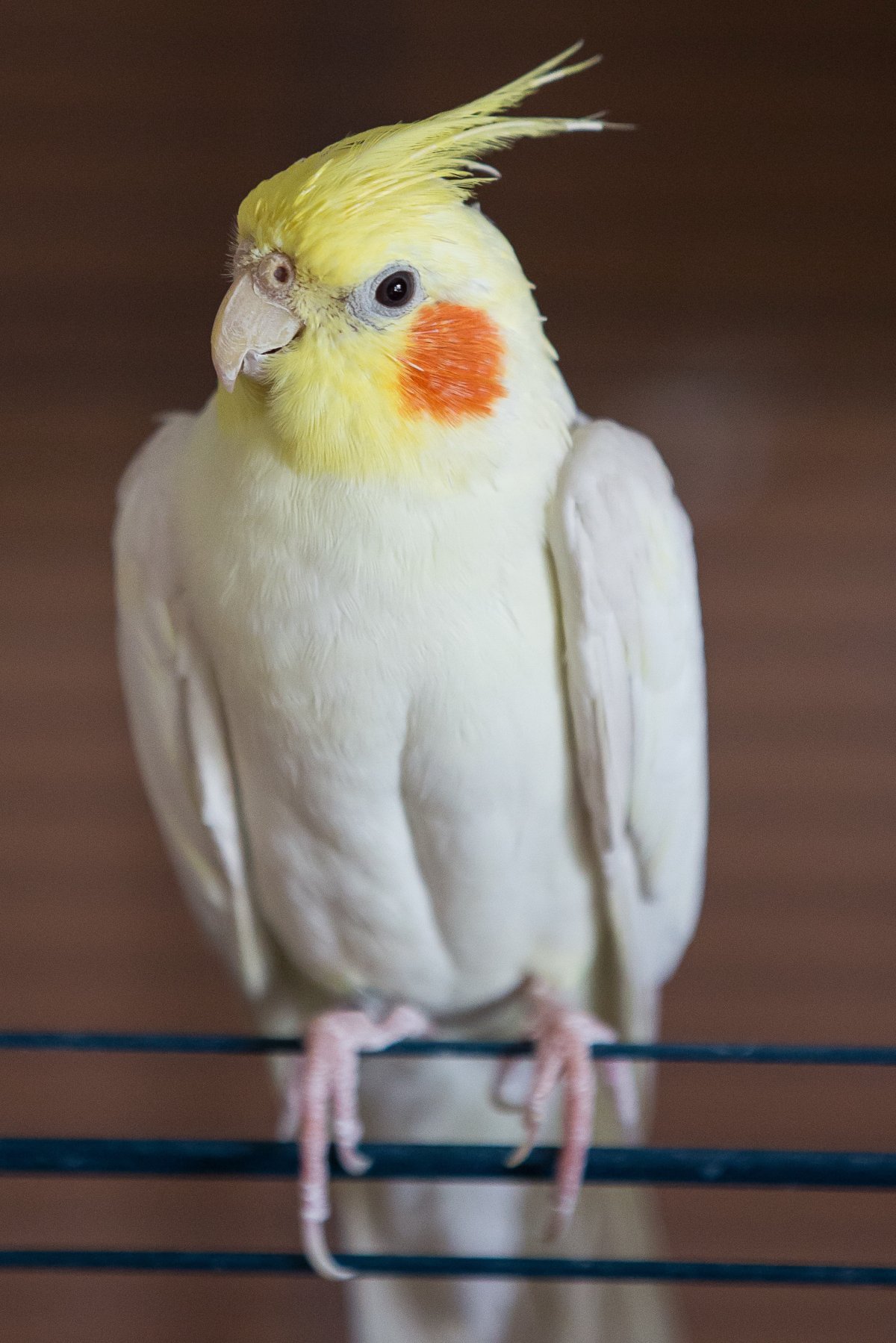 βͼƬ