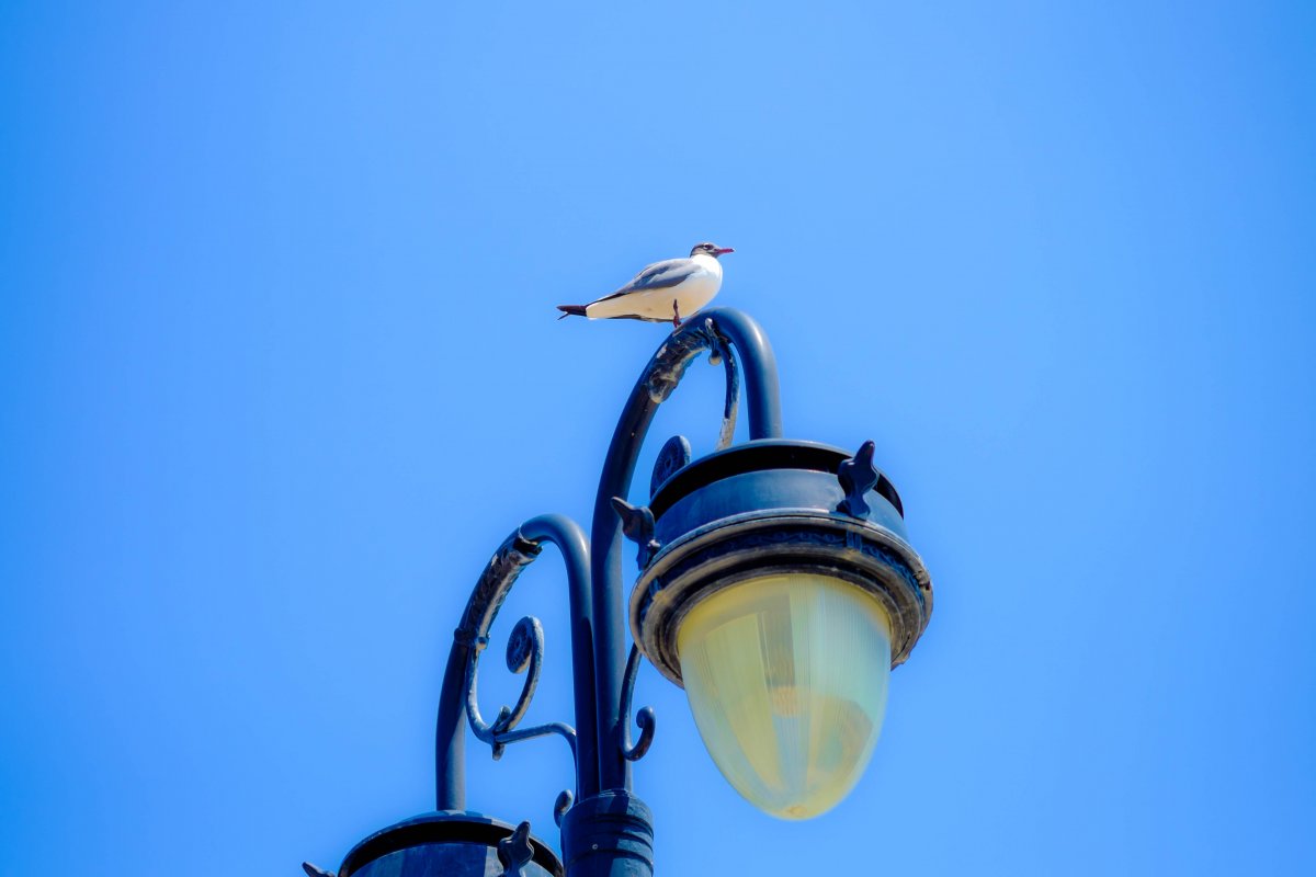 ·ϵĺŸͼƬ