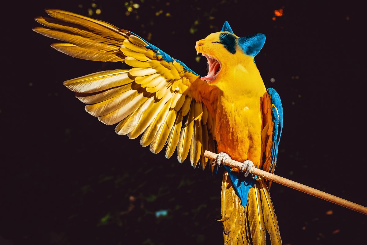 ͼƬ
