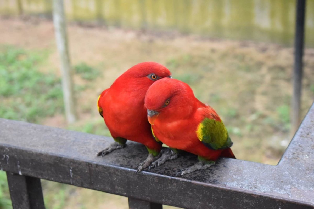 ɫͼƬ