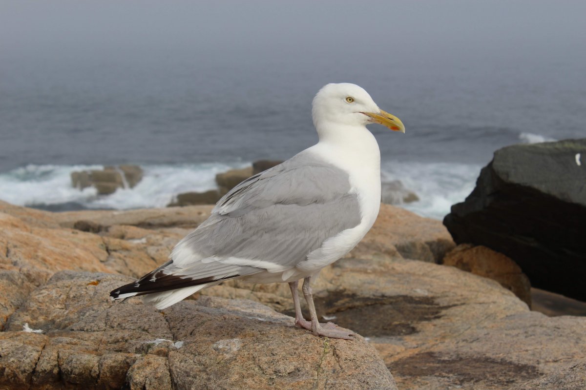 ϵĺŸͼƬ