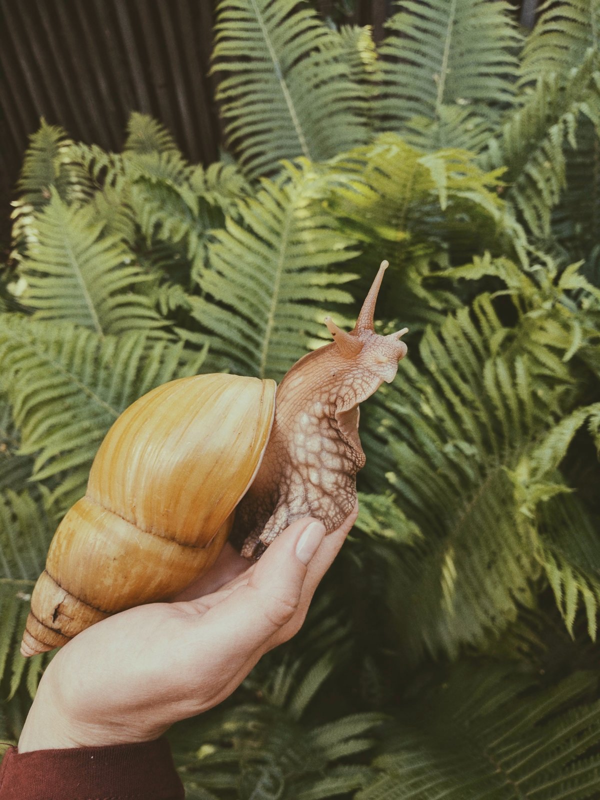 ţͼƬ