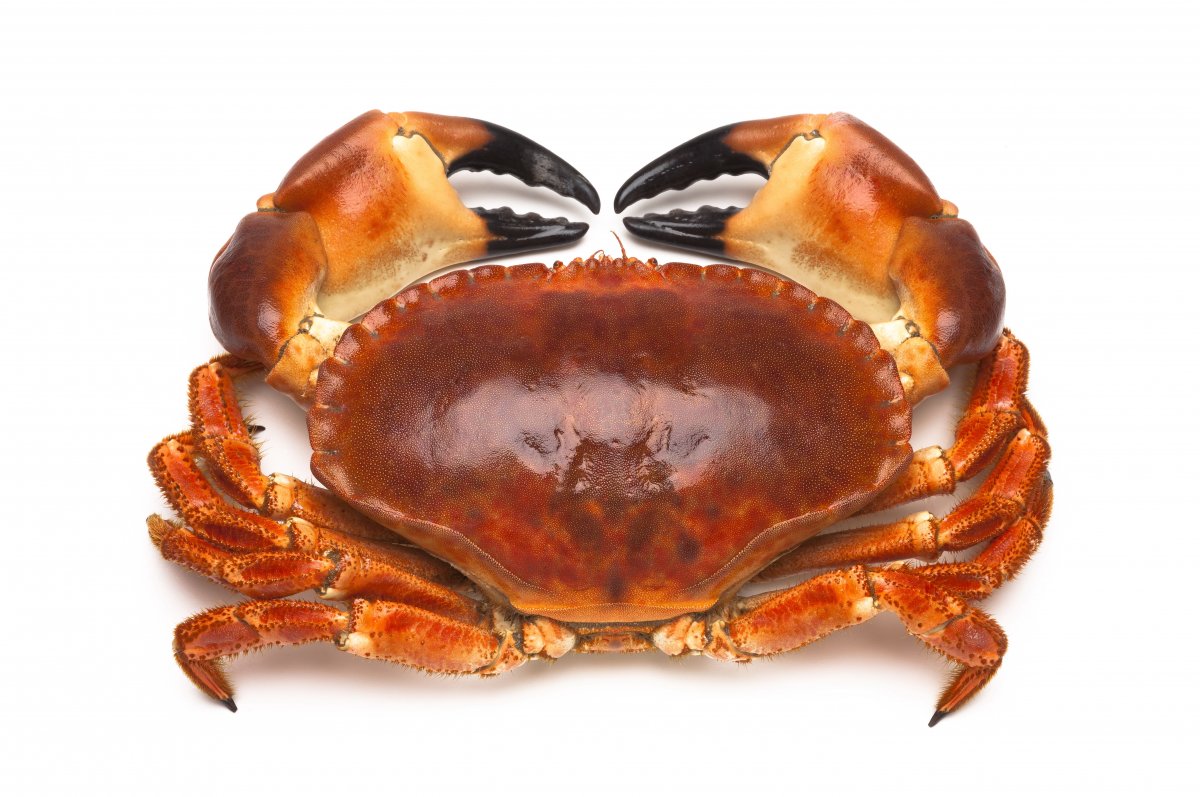 բзͼƬز