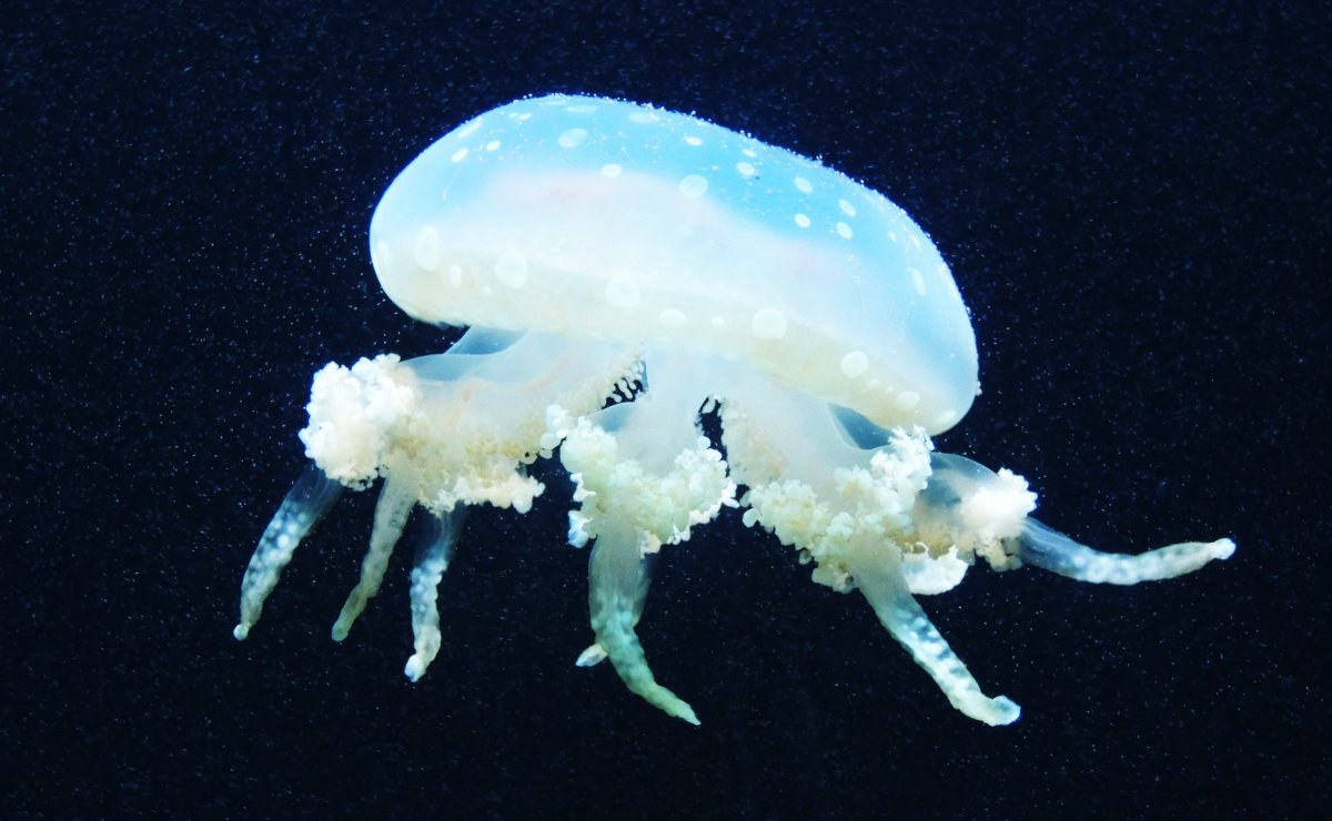 ˮĸͼƬ