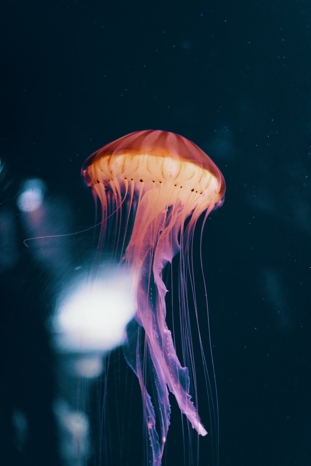 ƯˮĸͼƬ