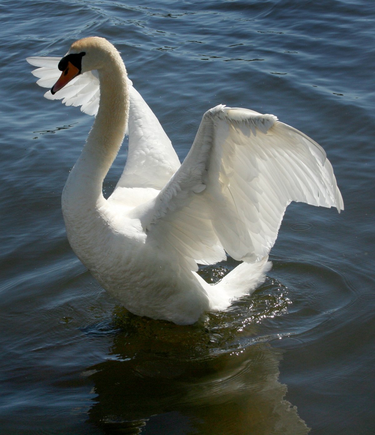 ӰͼƬ