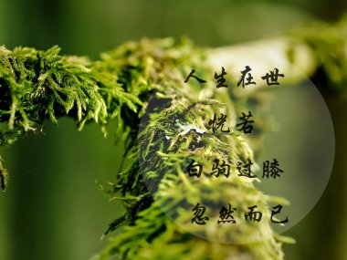 qqռͼƬ˵˵ȫ