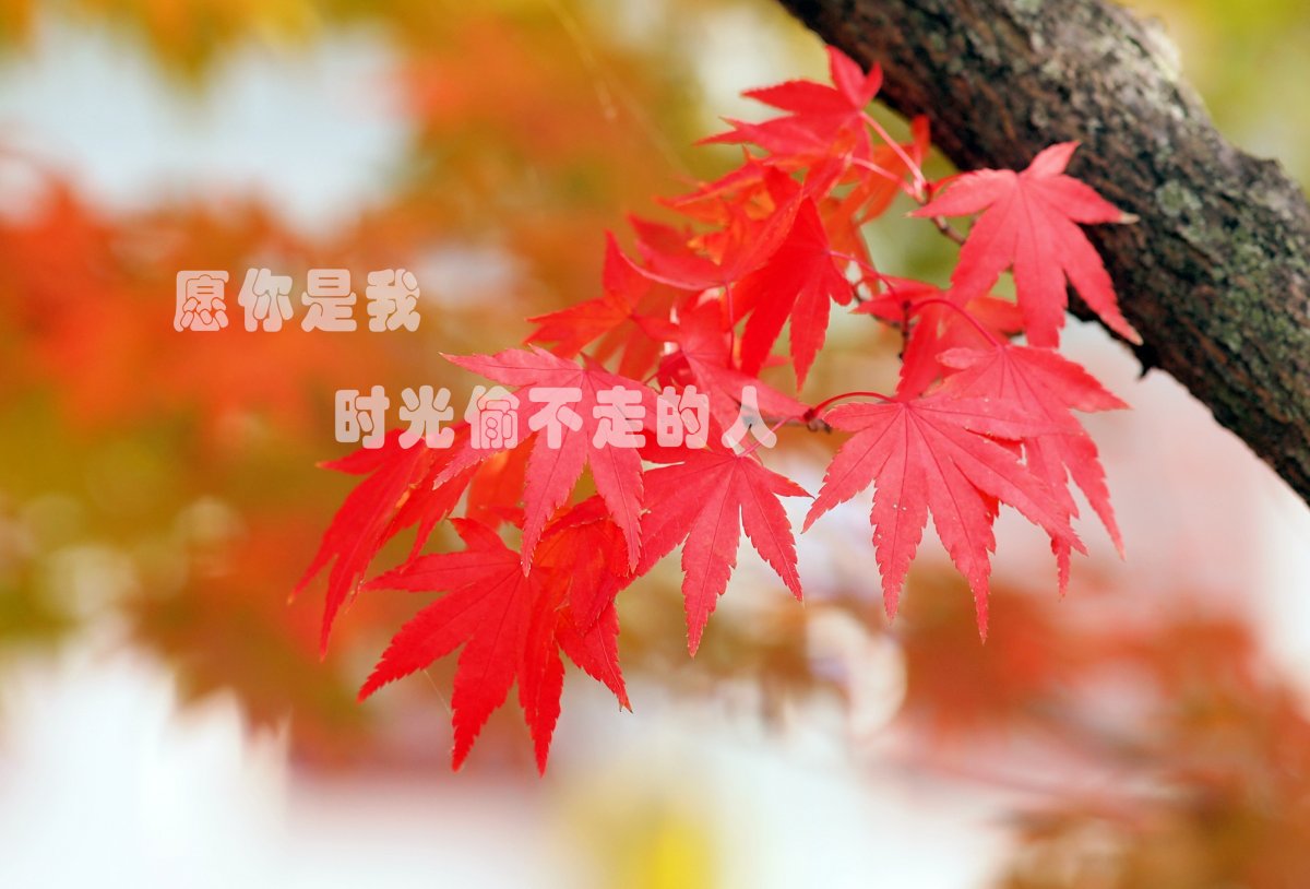 һ仰