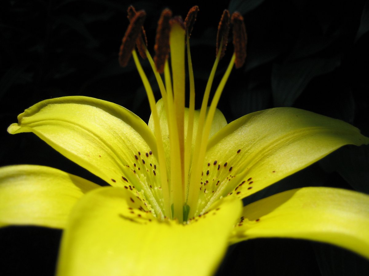 ʻزͼƬ