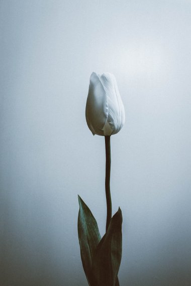 һɫͼƬ