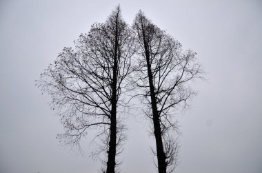 ͦľͼƬ