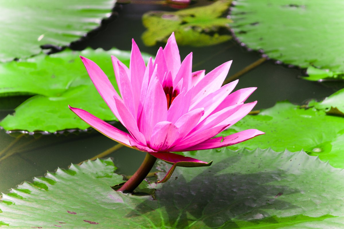 ϵķɫͼƬ