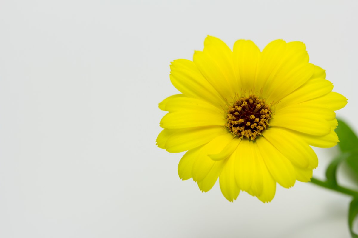 ɫŻͼƬ