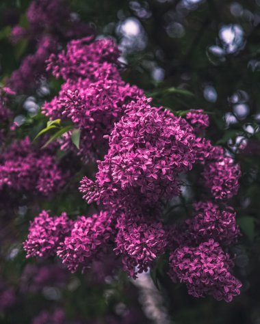 ƯɫʻͼƬ