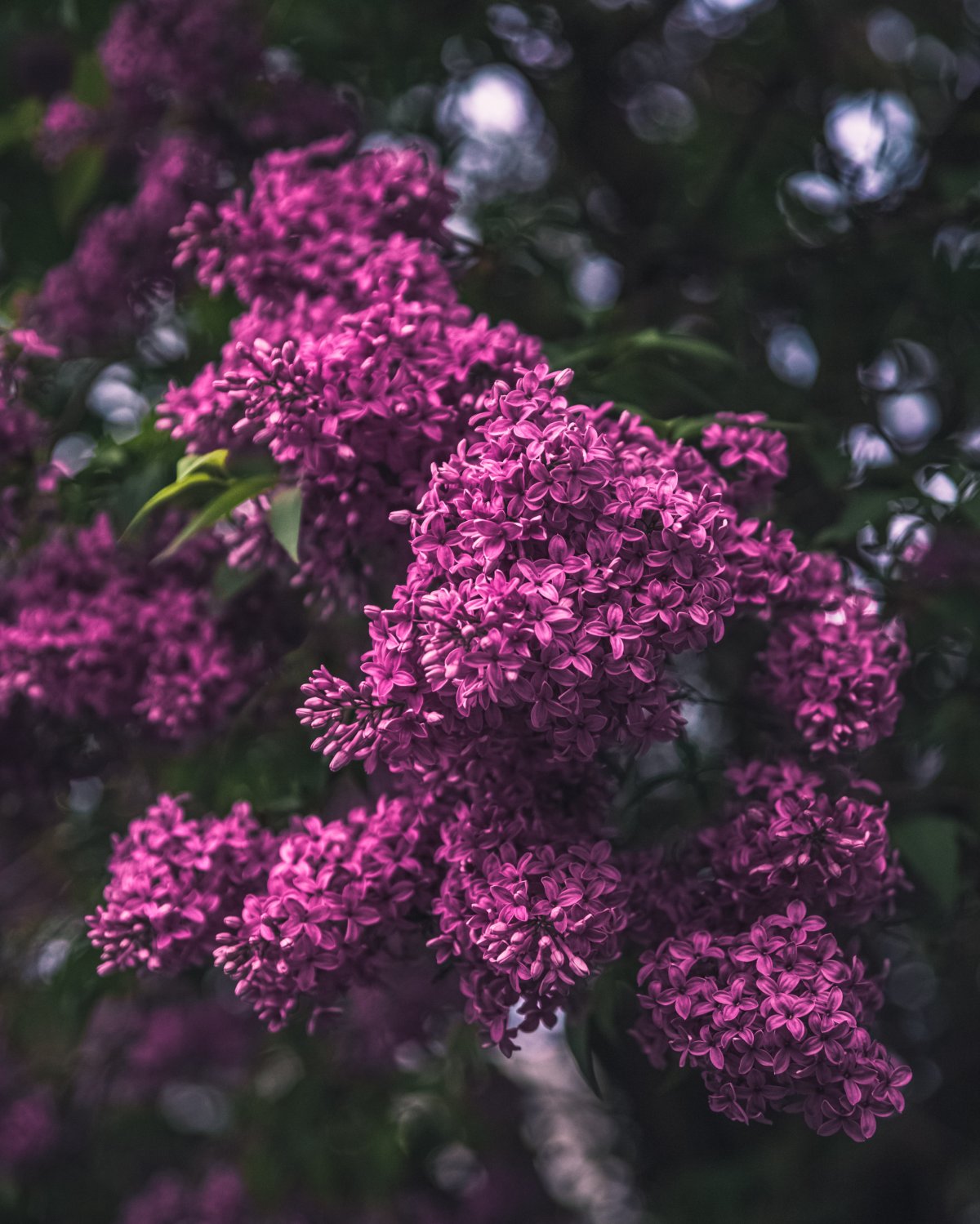 ƯɫʻͼƬ