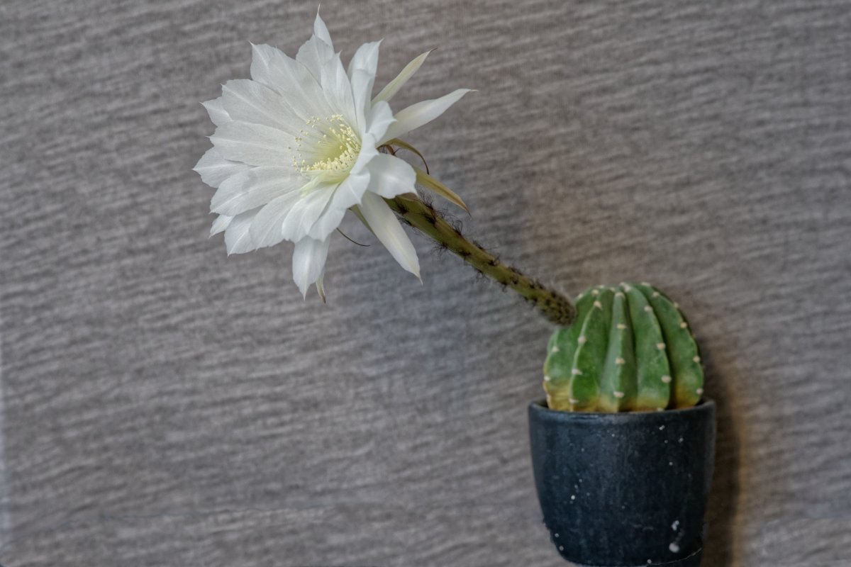 ɫƻͼƬ