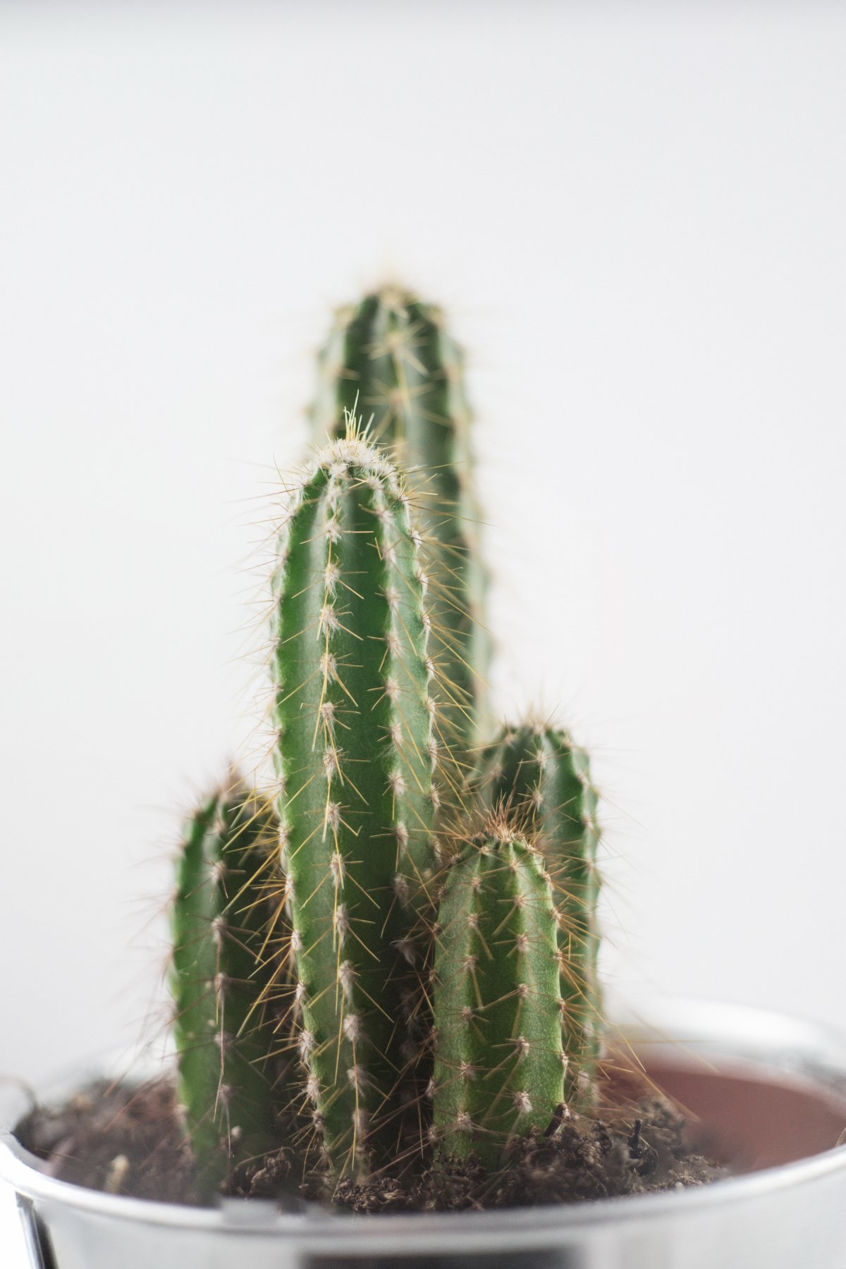 ͼƬ