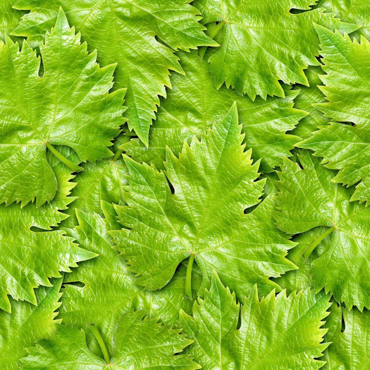 ɫҶͼƬ
