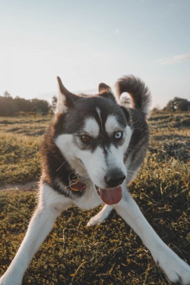 ɰֹʿȮͼƬ