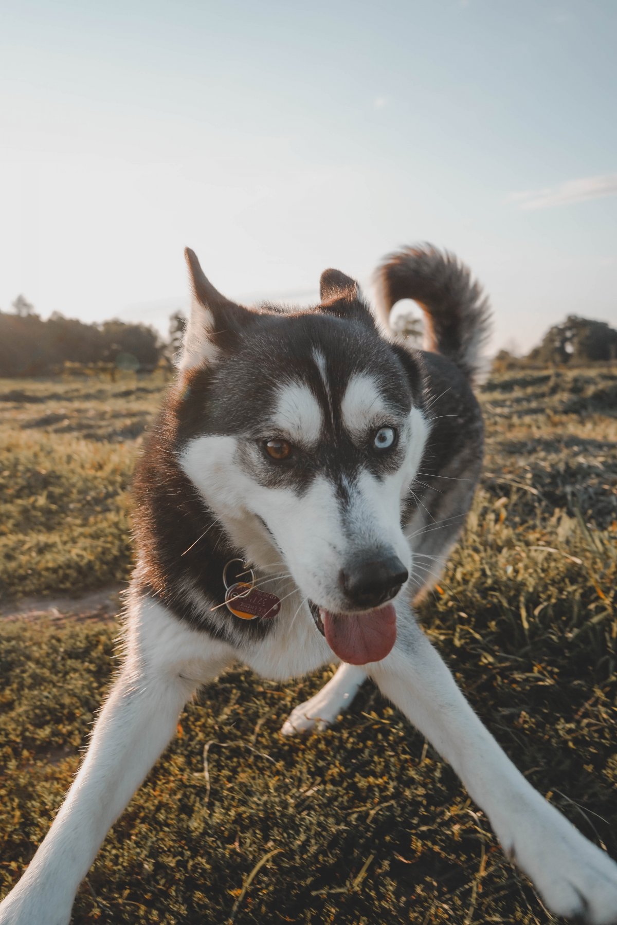 ɰֹʿȮͼƬ