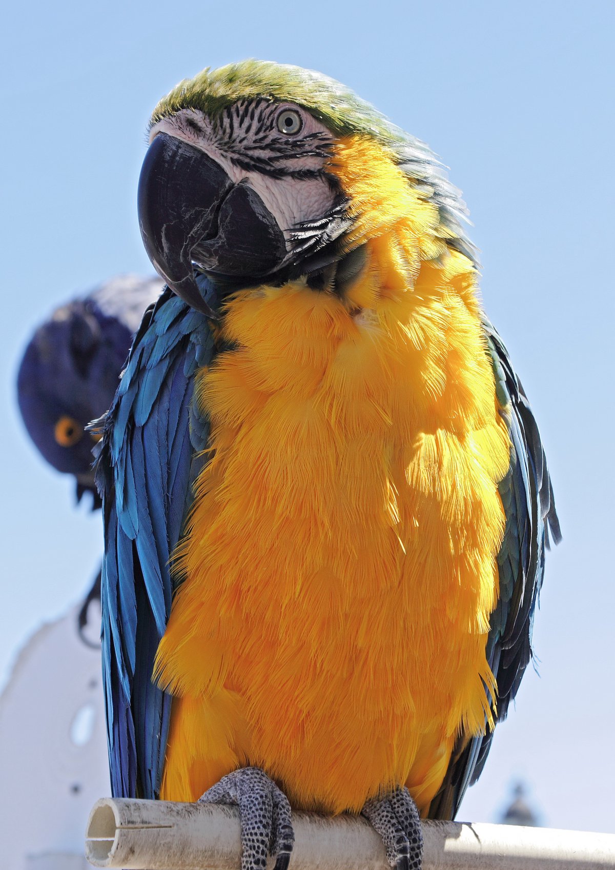 ͼƬ
