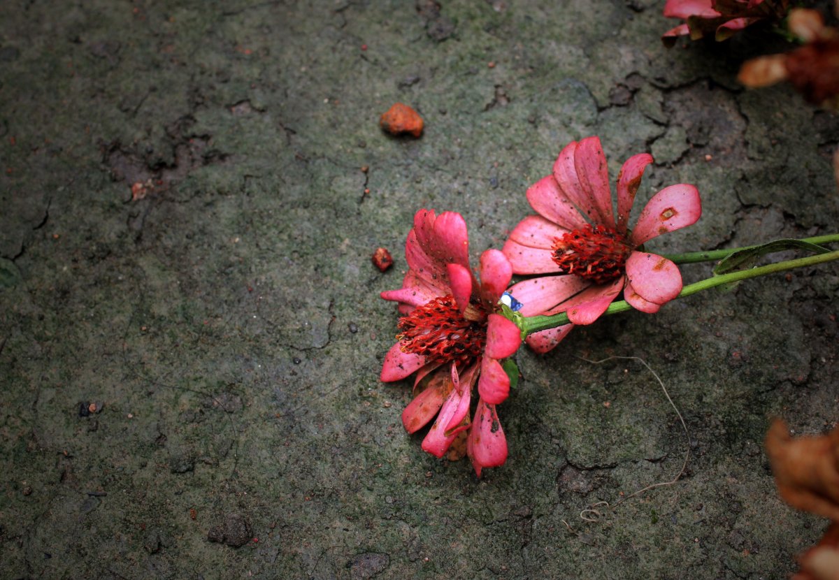 ʻΨͼƬ