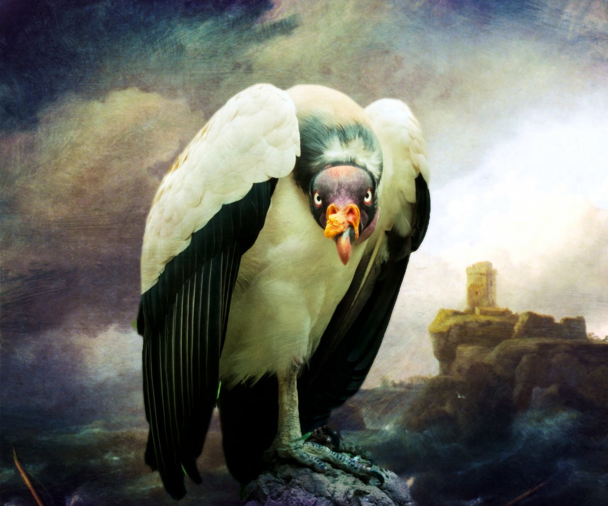 һֻأͼƬ