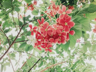 ʹӻΨͼƬ