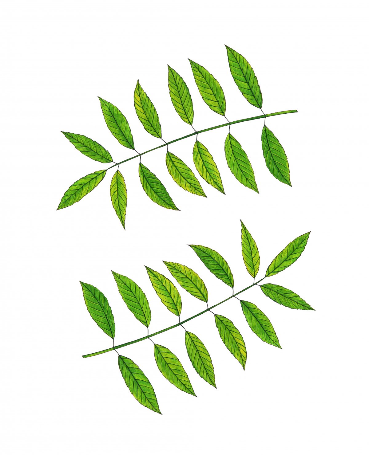 ֲʻ滭ͼƬ