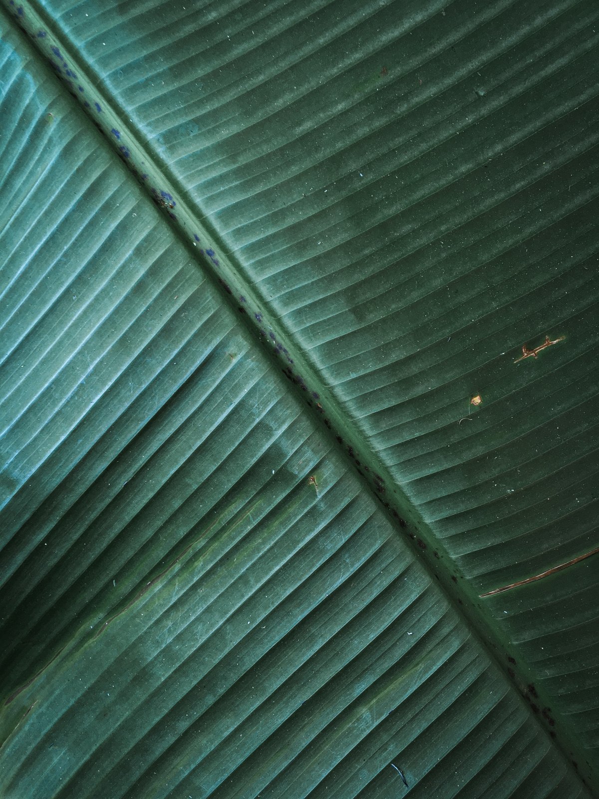 㽶ҶֲдͼƬ