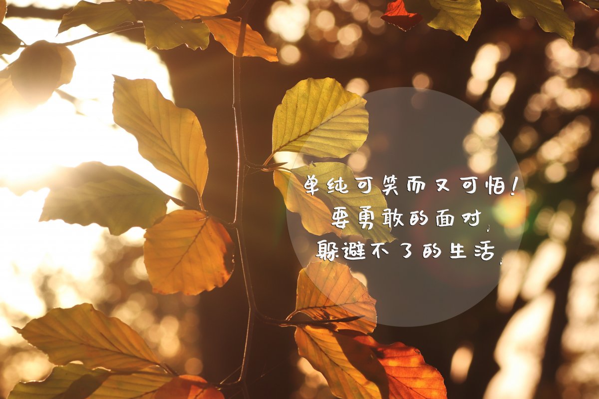 ͼƬ