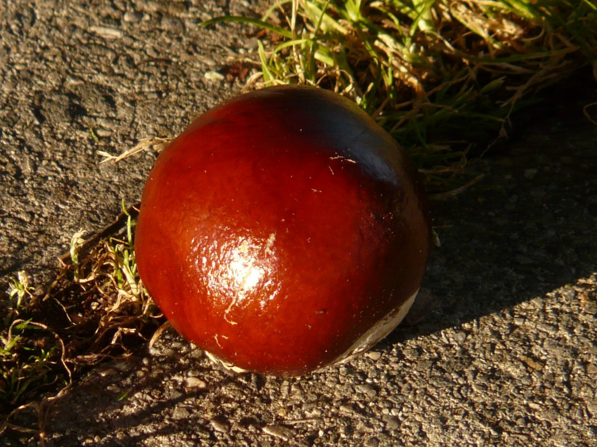 һŷʯͷϵİͼƬ