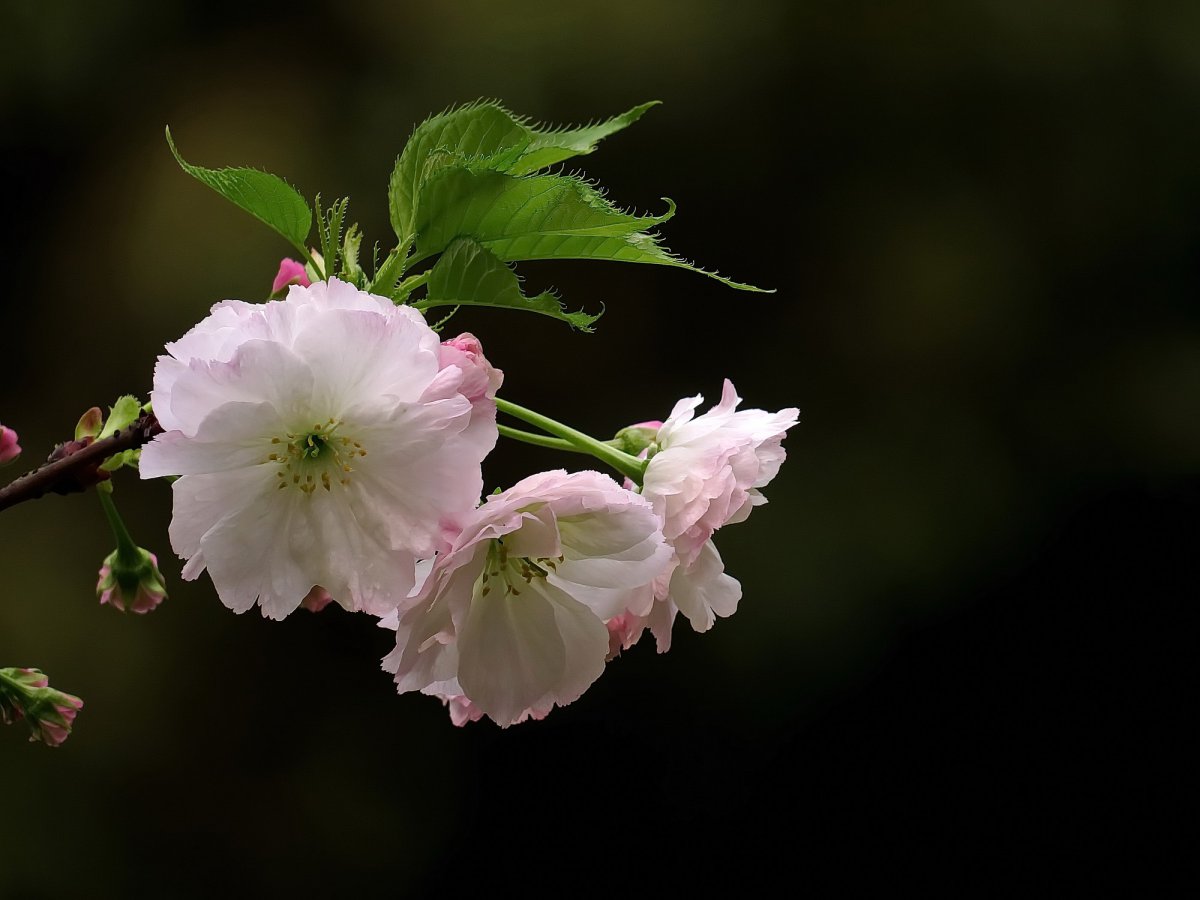 ŷҷӣͼƬ