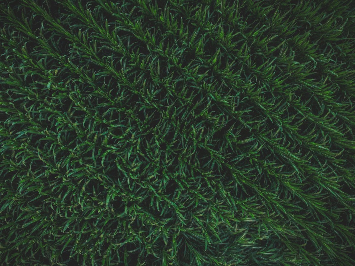 ɫĲݵͼƬ