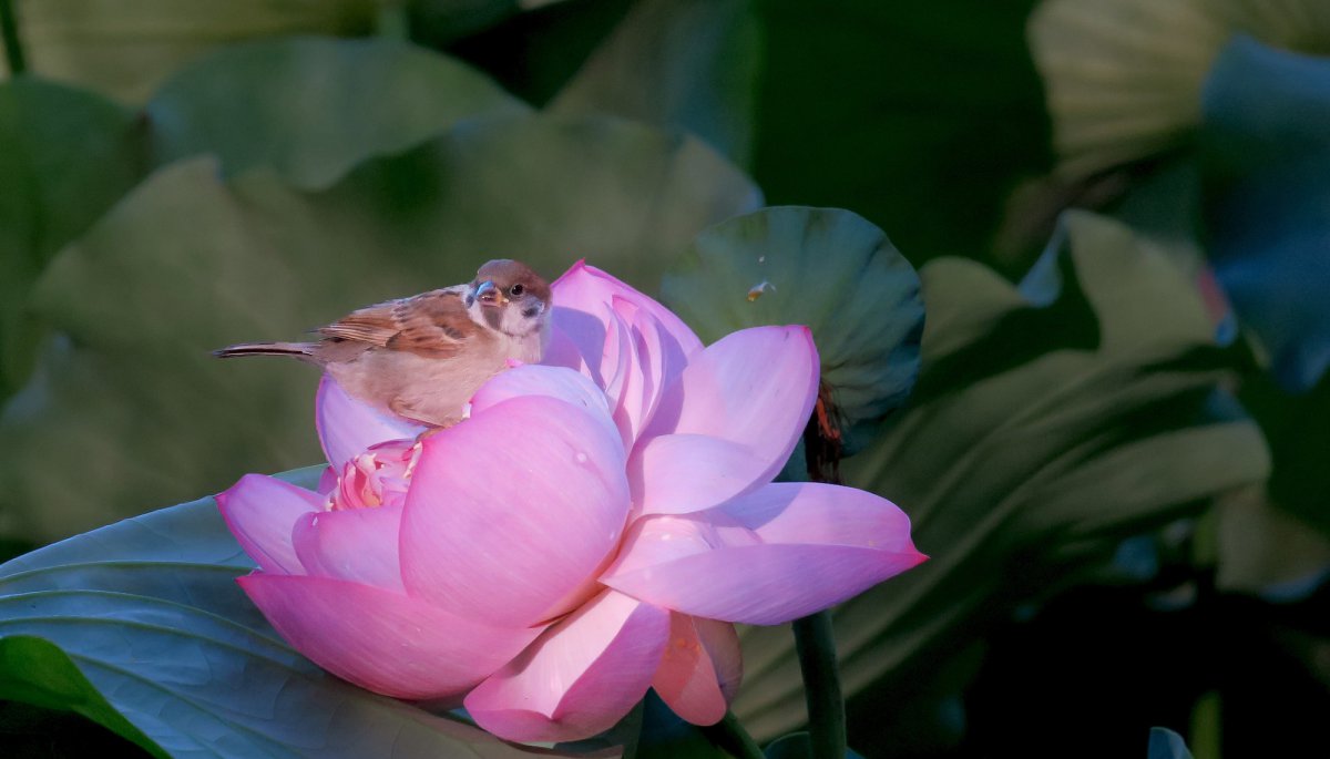 ɻϵȸͼƬ