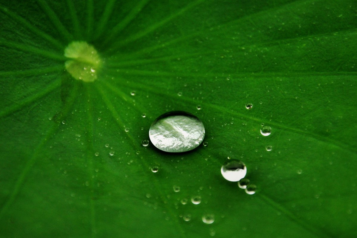 ¶ĺҶͼƬ