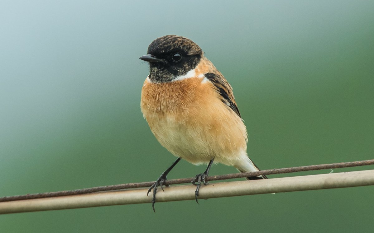 ںʯͼƬ